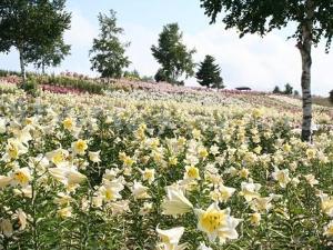 小清水リリーパーク。約１０haの広大な丘陵地には１１０品種約７００万輪のユリが栽培されています。