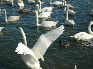濤沸湖畔にある『白鳥公園』には越冬のため南下する白鳥が飛来します。薄茶色のヒナ鳥もいますよ～。