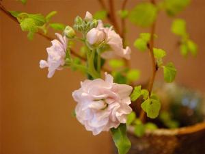 雪花フロア・生け花