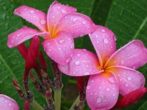 プルメリア。南の島の色鮮やかな花。ハワイやタヒチなどポリネシア系の島々で《レイ》に使われます。