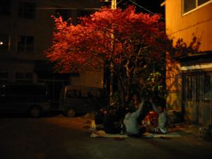 夜桜のお花見　ヨロン島は２月上旬から２月中旬にかけて《寒緋桜》のお花見ができます。一足早い春をお楽しみ頂けます。