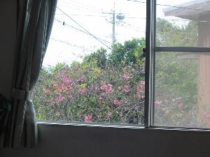 ２月上旬〜２月中旬にかけて《寒緋桜のお花見》ができるお部屋。一足早い春をお楽しみ下さい。