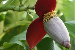 バナナの林で見つけたバナナの花・・・・<BR>赤い花びらの付け根にバナナの赤ちゃんを見つけることができます！！