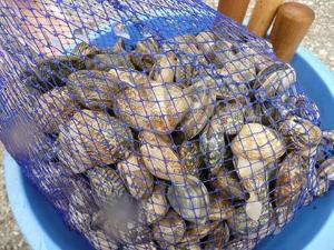 潮干狩り：木更津では例年3月末から7月末頃まで楽しめます