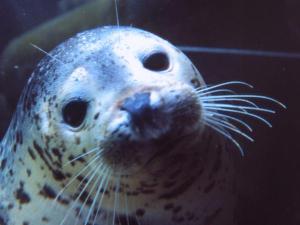 旭山動物園「あざらし館」あざらしが自由に泳いでいる姿が見られます♪