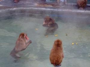 熱帯植物園