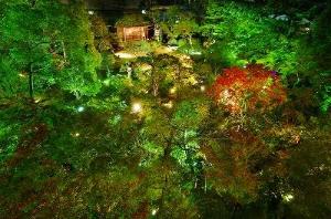 庭園は毎日ライトアップしております