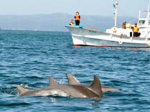 自然たっぷりの能登島では野生のイルカウォッチングクルーズが楽しめます。住み着いたイルカは１０年前は２頭でしたが、今では１０頭の大家族！赤ちゃんイルカも船の周りを楽しそうに泳ぎ回ります♪