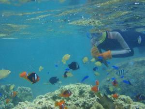 早割プラン　【2連泊以上限定】 珊瑚の森で熱帯魚と遊ぶ 白保シュノーケル体験