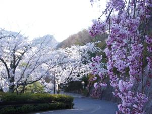 兆楽の桜