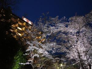 外観　桜