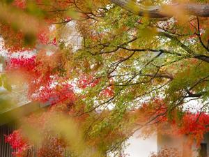 紅葉