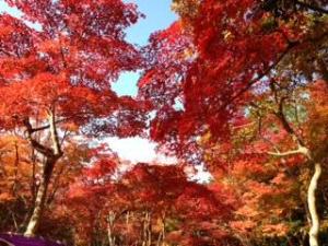 紅葉の名所【瑞宝寺公園】　無料送迎あり