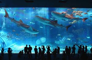 美ら海水族館