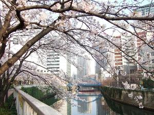 【800×600】ホテルの目の前の目黒川桜並木1