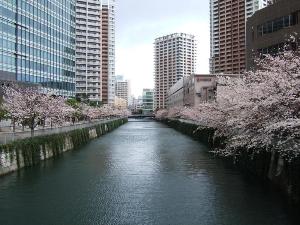 【800×600】ホテルの目の前の目黒川桜並木2