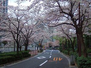 【800×600】ホテルの目の前の目黒川桜並木5