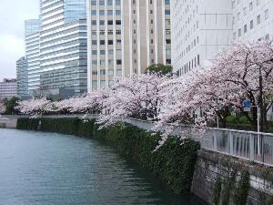 【800×600】ホテルの目の前の目黒川桜並木6