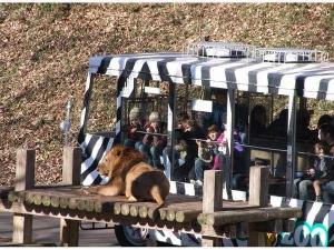 ■多摩動物公園・・・当館から電車で20分ほど♪ライオンバスは人気です♪