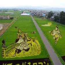 田んぼアート