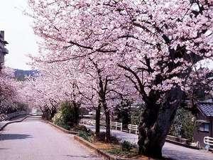 山代温泉を代表するお花見スポット！『大の宮公園』は、ピンク一色に染まった桜並木を抜けてすぐ！
