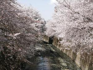 ホテルから徒歩3分、神田川の桜