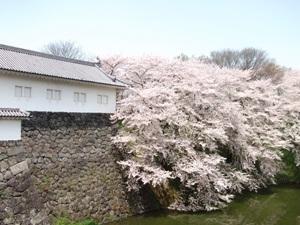 山形城跡公園「霞城公園」　公園を取り巻くお堀端や園内は桜の名所でもあり、夜間ライトアップも行われます　当施設より徒歩約8分