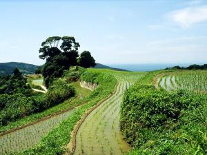 淡路島の棚田風景、その先には瀬戸内を望む