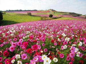 「あわじ花さじき」では80万本のコスモスが皆様をお出迎え
