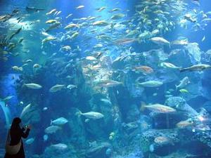 男鹿水族館GAO　大水槽