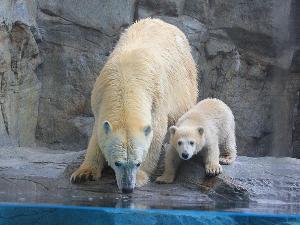 男鹿水族館GAO　白クマ親子