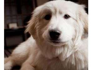 【看板犬のモコ】