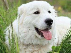 お客様を真っ先にお迎えする看板犬のモコ