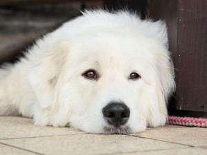 看板犬のモコ　愛らしさに癒されます