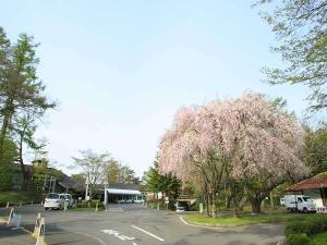 ◆春はエントランス前の桜がお出迎え。