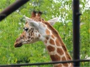【旭山動物園】キリン