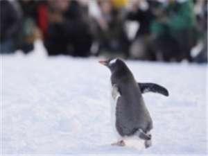 【旭山動物園】雪にはしゃぐペンギン