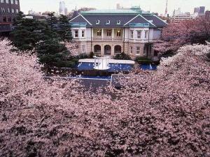 桜の時期の高輪