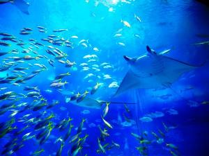 ナンヨウマンタとたわむれる亜熱帯の魚たち。