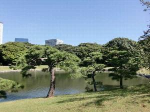ホテルから徒歩約５分の浜離宮恩賜庭園にある江戸時代に植えられた【三百年の松】は必見♪