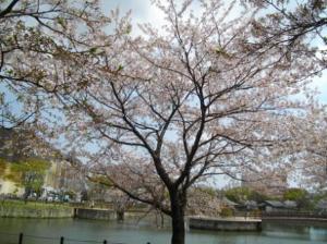 当ホテルより徒歩２分☆春は満開になる桜並木もございます<BR>写真提供：GR