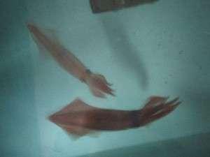 玄海活きいか