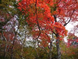 瑞宝寺公園の紅葉は11月中旬が見頃です