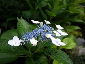 梅雨の頃にはお庭に紫陽花が