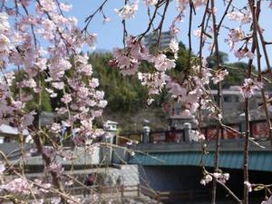 有馬川沿いの桜は4月上旬が見頃です