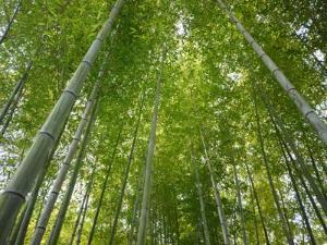 竹が涼やかに感じる夏の庭