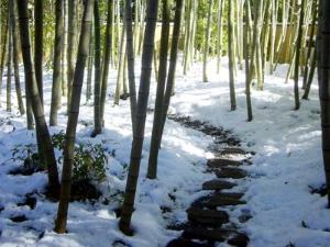 庭に残る雪もまた冬の風情