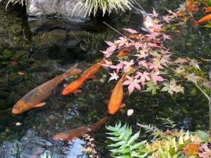欽山のお庭でも紅葉が楽しめます