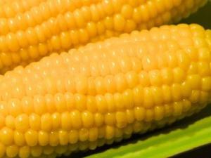 糖度18度以上の圧倒的な甘さを誇るブランドとうもろこし「嶽きみ」