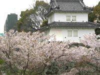 城址公園の桜：徒歩圏内です。